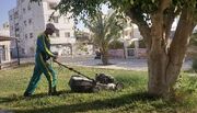 درختان بیمار کرمانشاه با نهال‌های مقاوم جایگزین می‌شوند