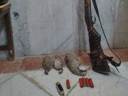 شکارچی پرایدسوار در باشت به دام افتاد؛ سه پرنده قربانی شکار غیرمجاز