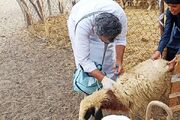 واکسیناسیون سه هزار و ۴۷۵ رأس دام سبک در دهستان چاهوک مهرستان