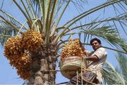سردی قیمت‌ در خرماپزان بم؛ وقتی سود به جیب دلال می‌رود