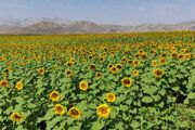 برنامه‌ریزی برای کشت ۳۷۷۶ هکتار آفتابگردان روغنی در گلستان