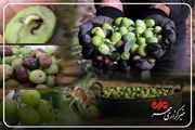 خطر مگس زیتون برای باغات کم بار گیلان؛ نسخه کارشناسان چیست؟