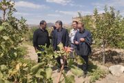 سطح زیرکشت پسته در آذربایجان‌شرقی به ۳۸۰۸ هکتار رسید