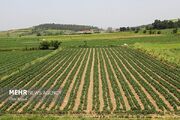 صدور ۲۲۰۰ سند تک‌برگی اراضی کشاورزی در زهک