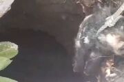 نجات ۲ رأس گراز گرفتار در چاه در منطقه حفاظت‌شده سیوک