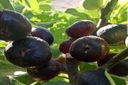 انجیر پلدختر روی خط دلالی؛ باغدار کاشت و دلال برداشت کرد