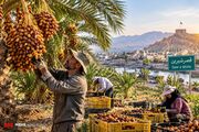 شکوفایی نخلستان‌ها در دل زاگرس؛ قصرشیرین قطب جدید خرمای صادراتی ایران