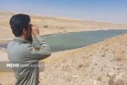 دریکوند: پایش آنفلوآنزای فوق حاد پرندگان در فاروج آغاز شد