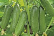 برداشت خیارسبز پاییزه در خضرآباد آغاز شد