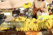 موزی که قهوه ای نمی شود به بازار رسید