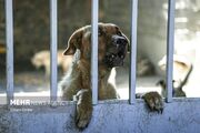هاری در جهان تا ۲۰۳۰ کنترل می‌شود