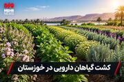 توسعه کشت گیاهان دارویی؛ راهبردی نو برای اقتصاد کشاورزی خوزستان