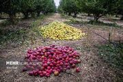 سیب‌های بی‌مشتری کهگیلویه و بویراحمد؛۱۳۰ هزار تن تولید،۱۰ هزار تن خرید