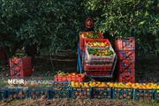 قصه مرکبات از رنج باغدار تا سود بازار؛ طلای نارنجی برند مازندران