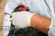  یک میلیون و ۳۸۰ هزار قطعه طیور روستایی اصفهان علیه نیوکاسل ایمن شدند