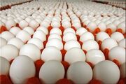 ظرفیت مرغ تخم‌گذار کشور به ۱۷۹ میلیون قطعه رسید