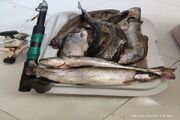 متخلفان صید غیرمجاز در شهرستان کوهرنگ دستگیر شدند 
