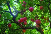 انار اشرف در دوراهی بازار و برندسازی