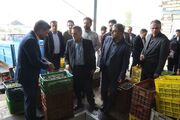 رفع موانع فرآوری زیتون راهی برای افزایش درآمد کشاورزان طارم است