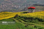 کشت قراردادی کلزا در۵۰۰۰ هکتار از مزارع بهشهر