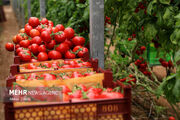 گوجه فرنگی پخته شده خطر سرطان پروستات را کاهش می دهد