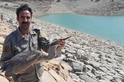 حواصیل خاکستری پس از درمان به زیستگاه دالانکوه بازگشت