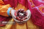 قصه ماندگار انار در اشتبین؛ از حمل محصول با قاطر تا صادرات