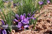 برداشت زعفران از ۱۱۰ هکتار مزارع قزوین آغاز شد