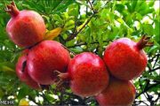 یاقوت سرخ ساوه در انتظار جهانی شدن