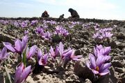 فرصت طلایی در دشت های کرمان؛ زعفران کشاورزی را نجات می دهد