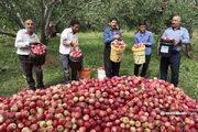 ۲۹ هزار تن سیب و انگور از باغداران آذربایجان غربی خریداری شد