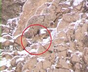 مشاهده و ثبت تصویر پلنگ ایرانی در پارک ملی لار تأیید شد