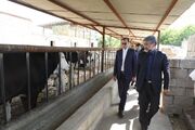 دادگستری آذربایجان غربی به حل مشکلات یک واحد گاوداری ۲۰۰ راسی در ارومیه ورود کرد