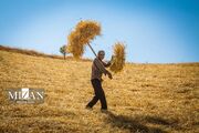 مجلس پیگیر پرداخت مطالبات گندمکاران است