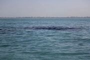 تداوم عملیات پاکسازی آلودگی نفتی سواحل جنوب قشم