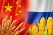 «شرکت‌های بزرگ» محور همکاری کشاورزی چین و روسیه