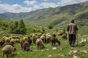طرح مرتعداری جذاب نیست؛ مانع بزرگ احیای مراتع و تولید علوفه