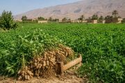 بادام‌زمینی؛ ظرفیتی مغفول برای تنوع‌بخشی به کشاورزی ایران
