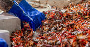 In Louisiana, Extreme Weather Does the Unforgivable: Endanger Crawfish Season