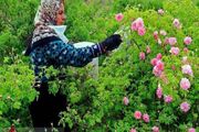 گل‌محمدی؛ محصولی کم‌آب‌بر با ظرفیت اشتغال‌زایی بالا در فامنین