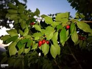 برداشت گیلاس از باغات و تصاویر زیبا از طبیعت سرسبز شهربار