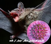 شروع کرونایی دیگر اینبار از هند ؛ ویروس جدید خفاشی از راه رسید !