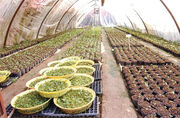 آمار نگران‌کننده تعطیلی گلخانه‌ها