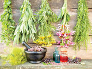 تعهد کشت ۲ هزار و ۵۰۰ هکتار گیاهان دارویی در خراسان شمالی