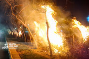 خسارت به ۸۰۰ اصل درخت در آتش اغتشاشات مشهد