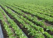 سرمایه‌گذاری ۴/۵ همتی در کشاورزی خراسان رضوی/ توسعه تولید از مسیر بهره‌وری می‌گذرد