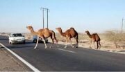 یک کشته و سه مجروح بر اثر برخورد با شتر در داورزن
