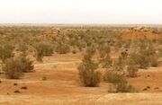 تاغزارهای کهنسال خواف، جوان شدند