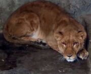 یک قلاده شیر در الیمالات نور حین زایمان تلف شد