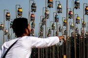 مسابقه آوازخوانی گنجشک‌های جاوا + عکس